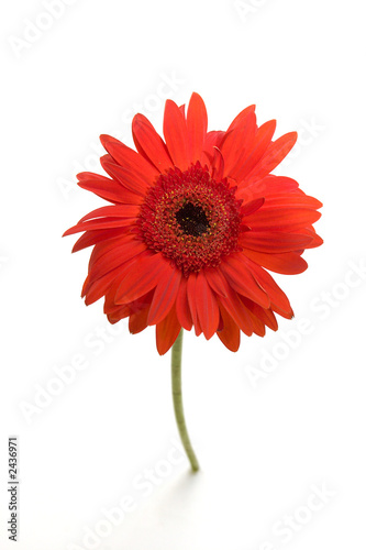 single red gerber daisy