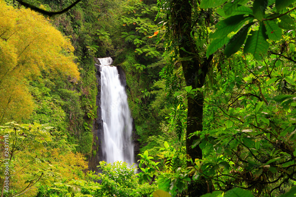 Fototapeta premium dominica
