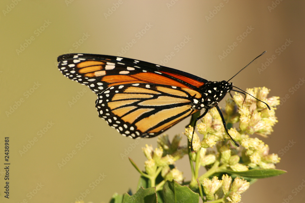 monarch butterfly monarch butterfly