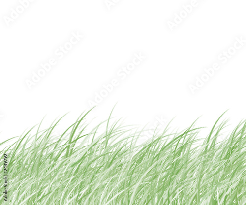 grass on a white background