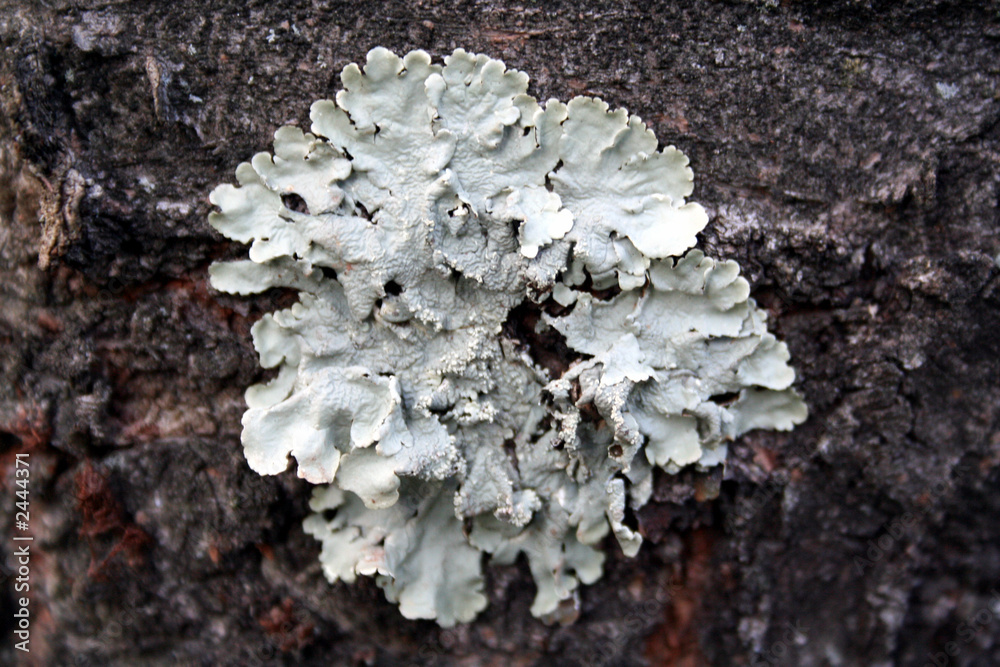 tree lichen