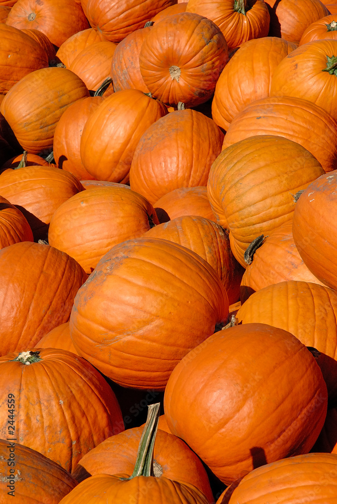 pile of pumpkins - vertical pile of pumpkins - vertical