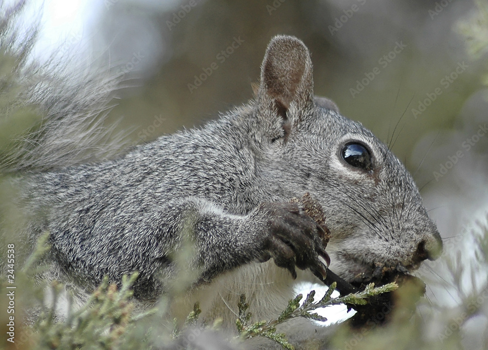 Obraz premium squirrel feeding