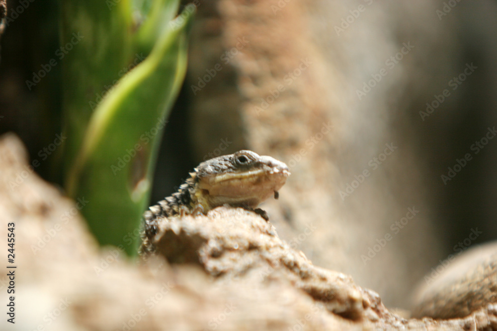 lizard lizard