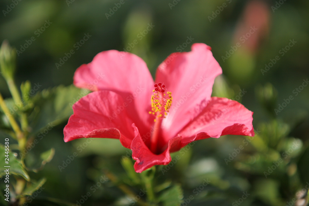 red flower in the garden red flower in the garden