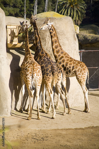 four giraffes