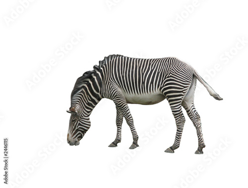 zebra