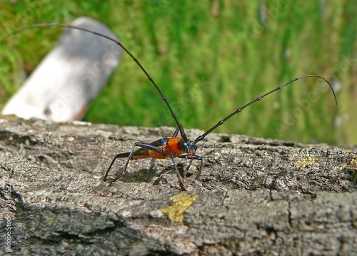 capricorn beetle (cerambycidae)