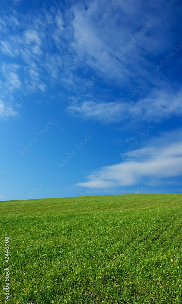wheat field over beautiful sky 5