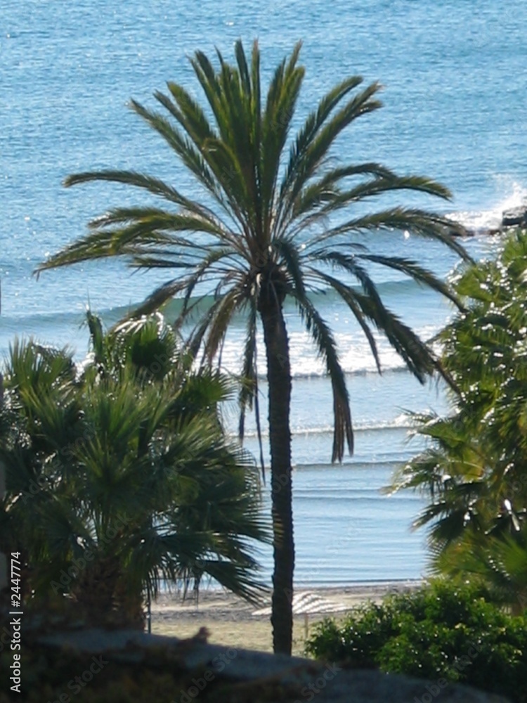 palm tree in larnaca cyprus