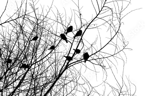 birds on a tree