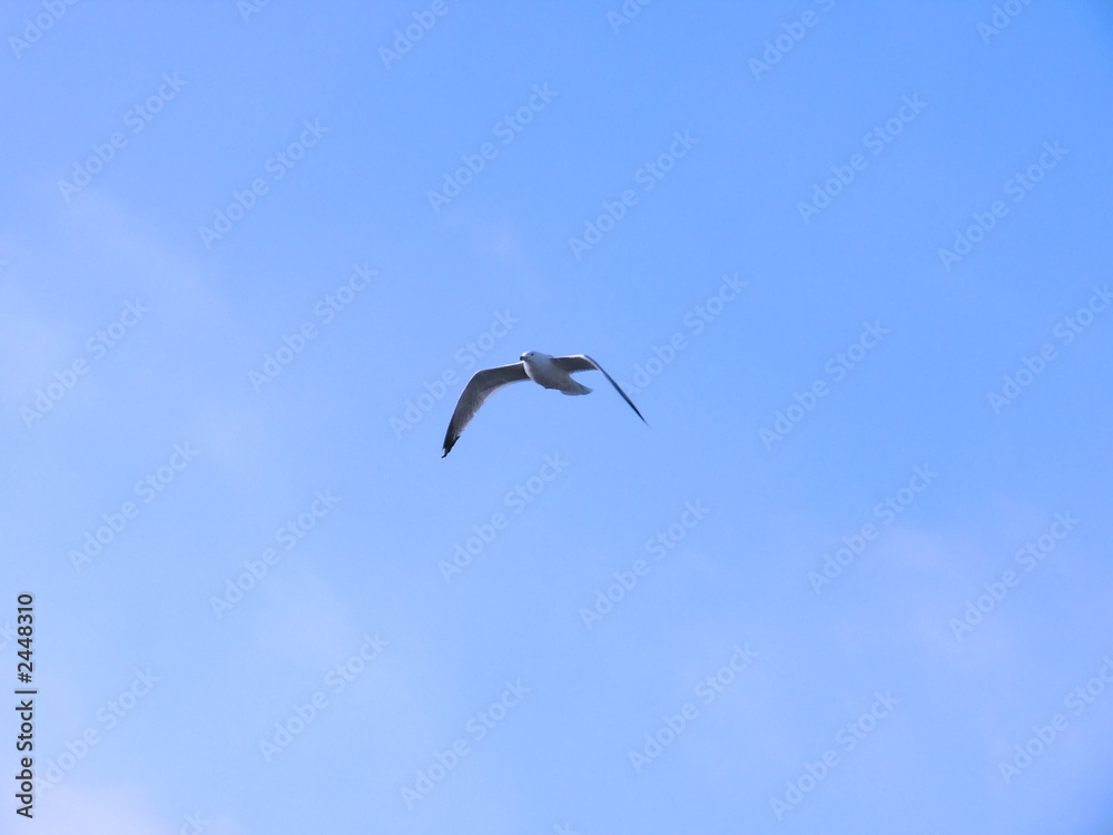 gull, mouette gull, mouette