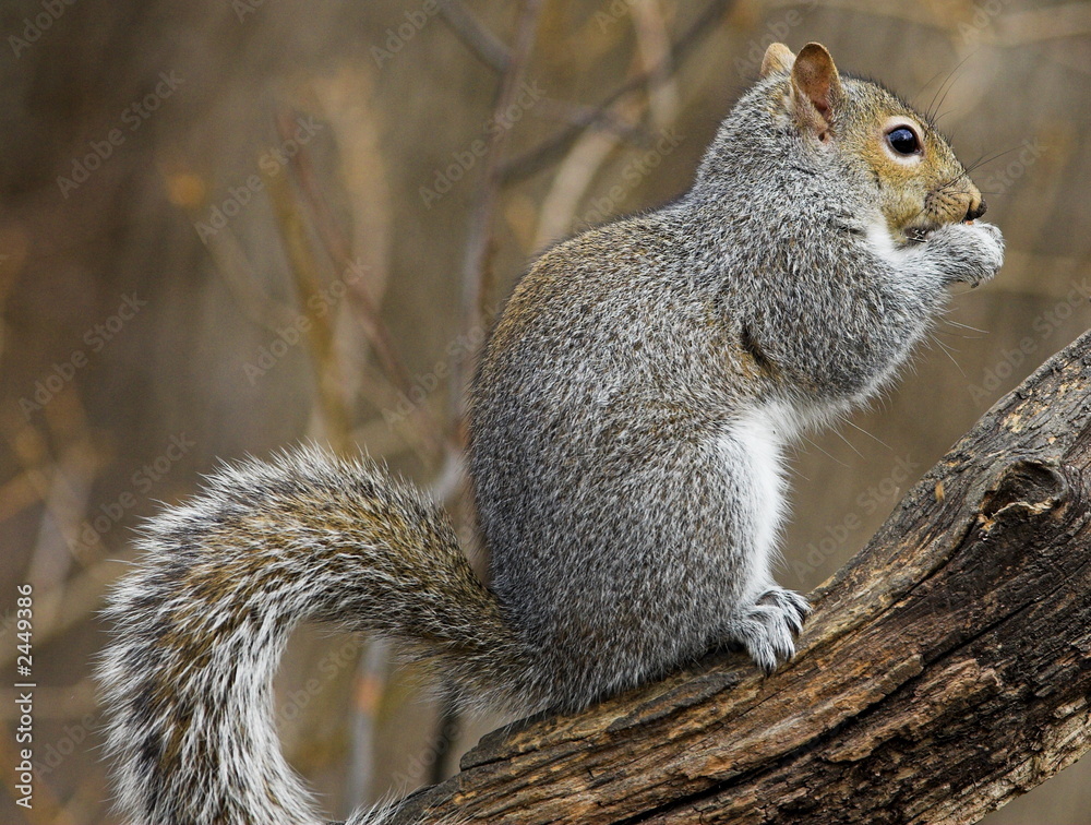 Obraz premium squirrel on branch