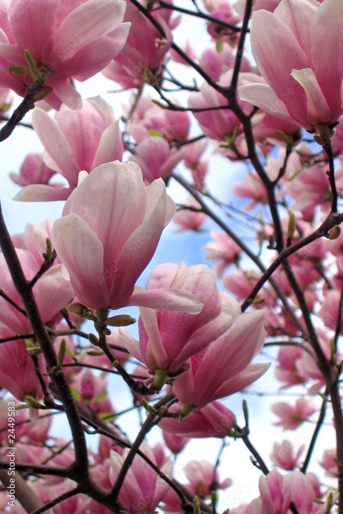 Obraz premium magnolia