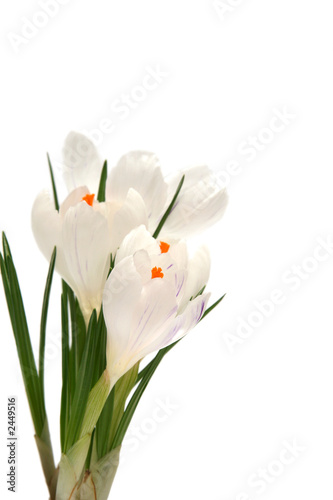 white crocus on white