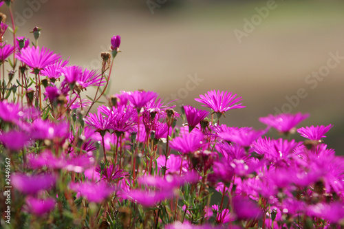 pretty spring flowers