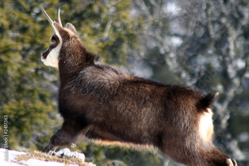 chamois bondissant photo