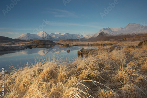 the bleached grasses photo