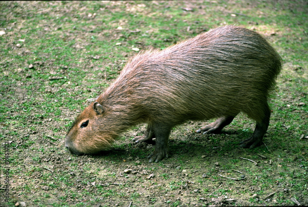 capybara capybara