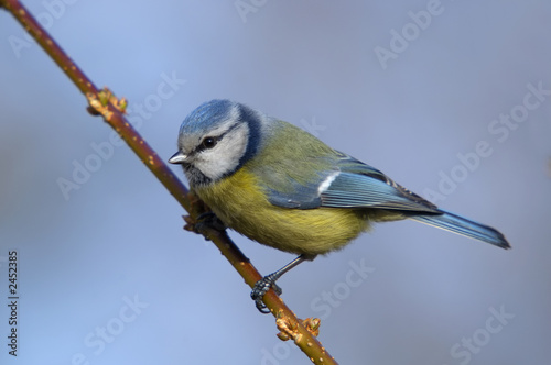 blue tit