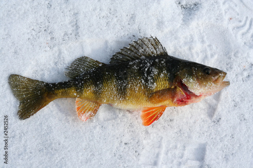 ice fishing catch