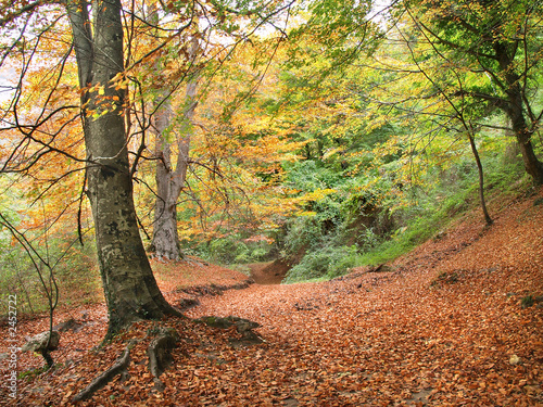 bosque de urbasa en otoño, navarra