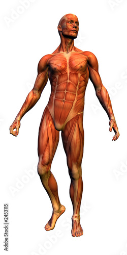 anatomy - male musculature