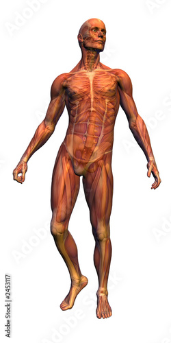 Photo anatomy - male musculature with skeleton