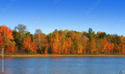 autumn time trees