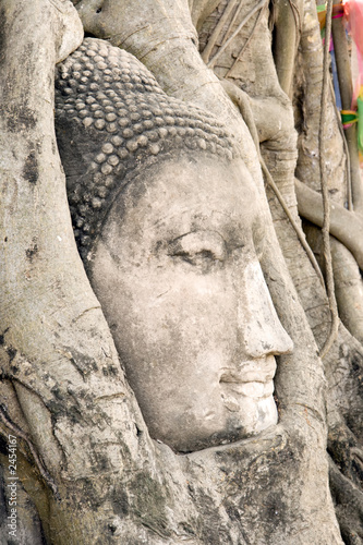 buddha head in tree roots photo