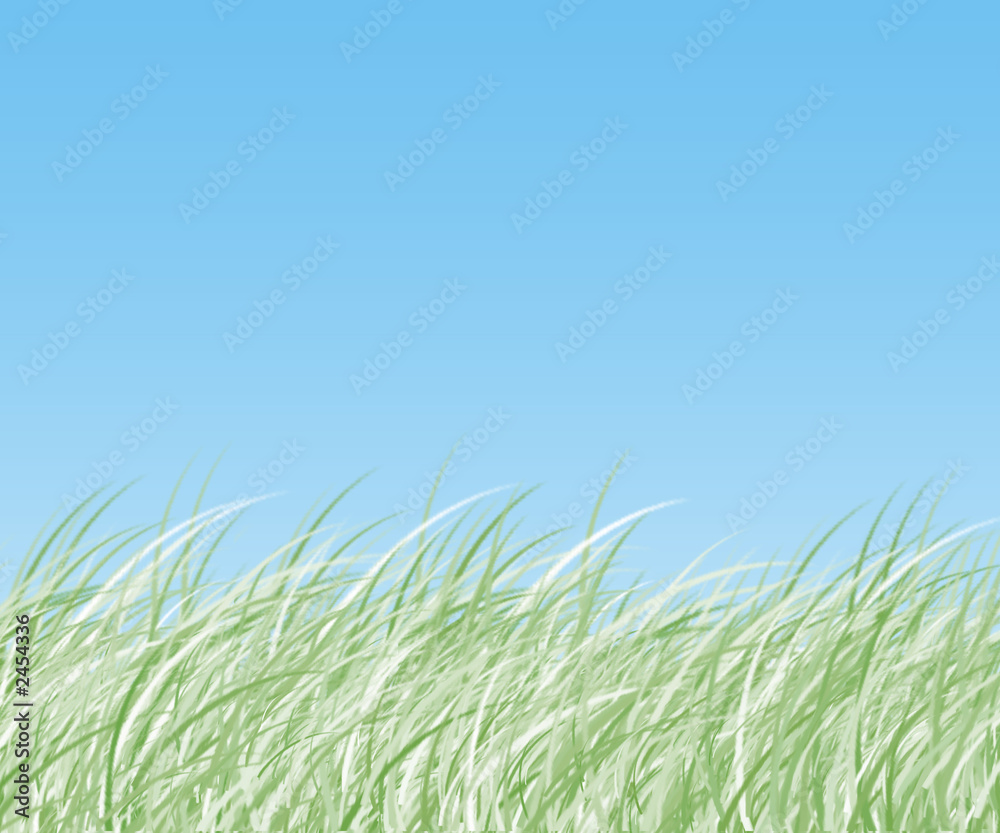 Fototapeta premium photo grass
