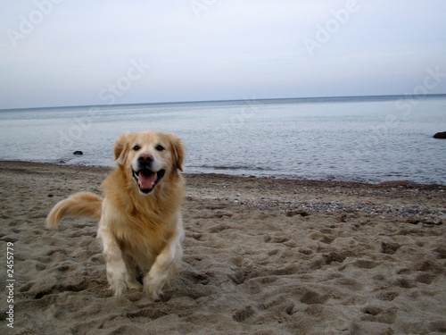 hund
