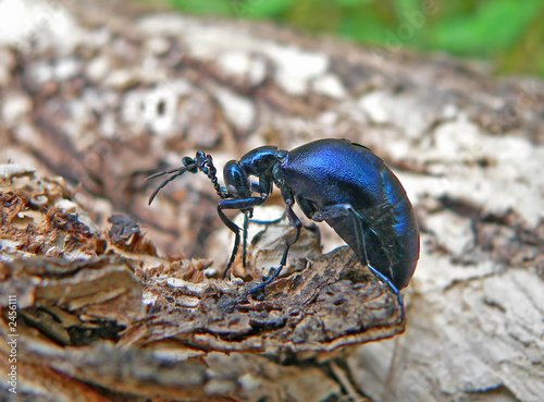 beetle (meloe sp. violatus)
