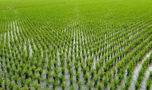 chinese rice paddies