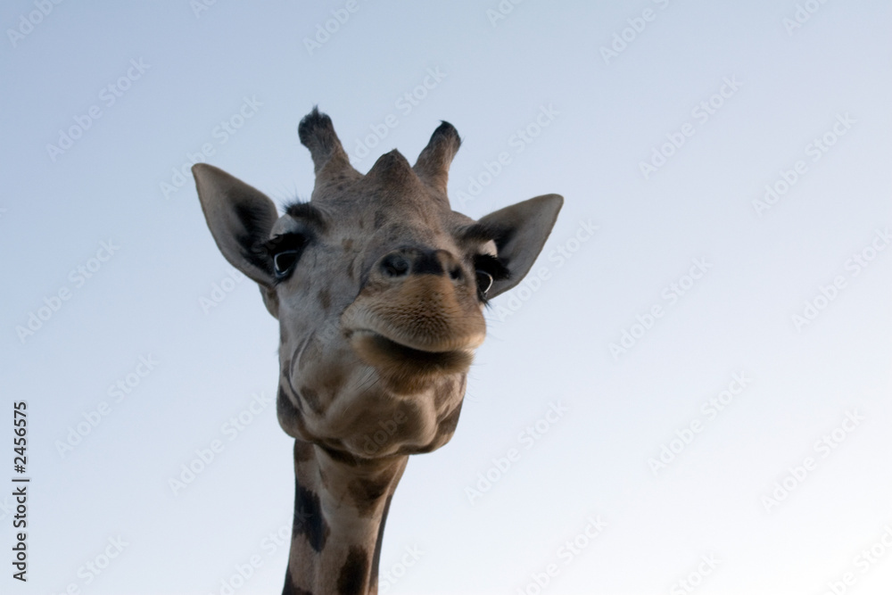 Fototapeta premium giraffe close-up