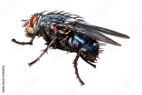 calliphora erythrocephala