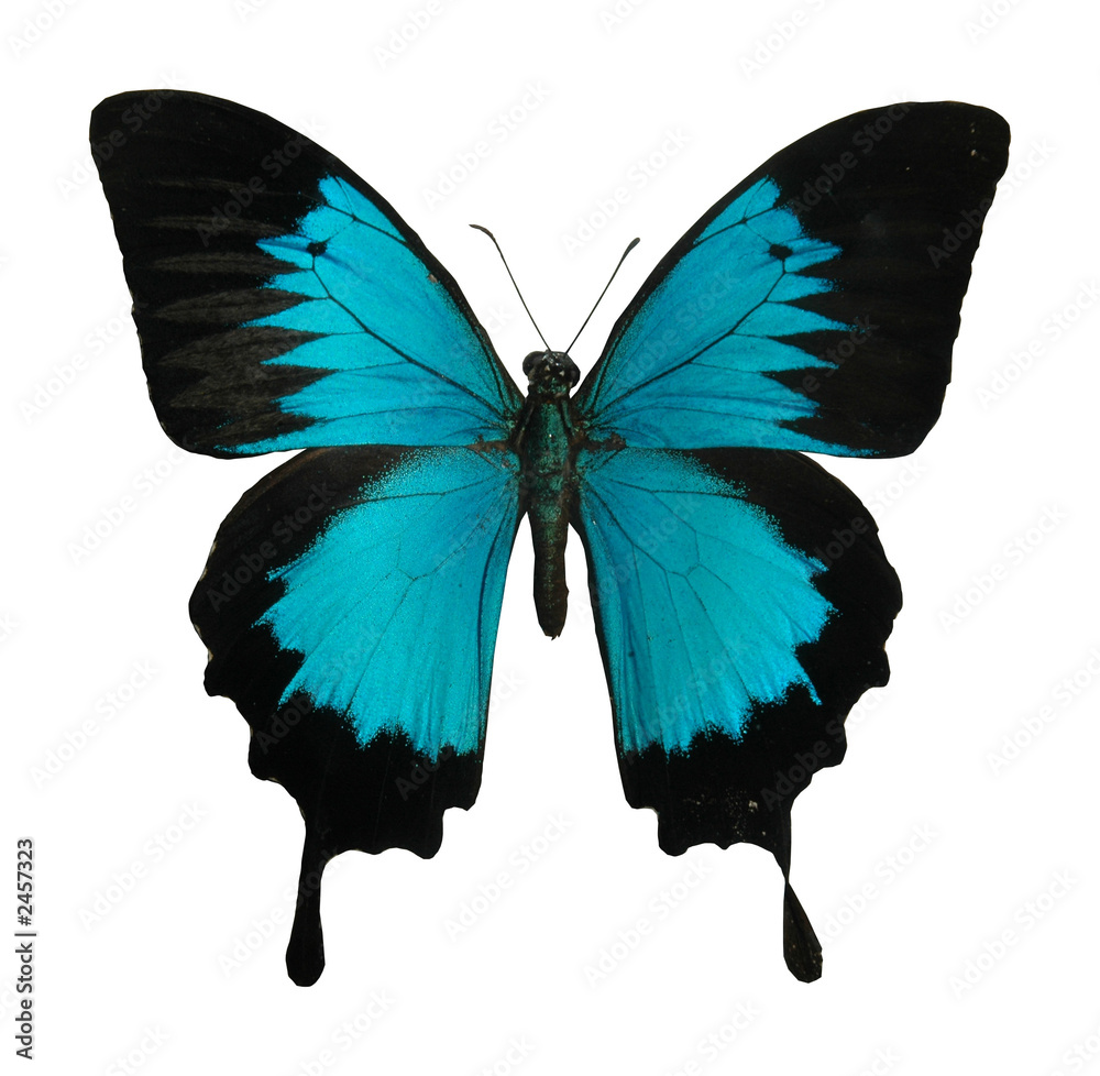Fototapeta premium butterfly