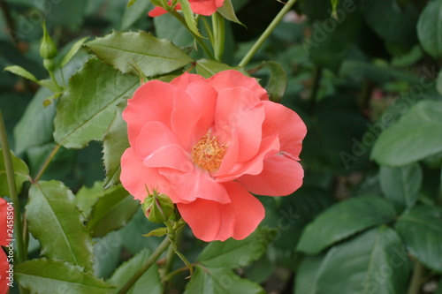 rose