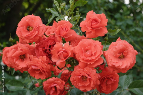 rose
