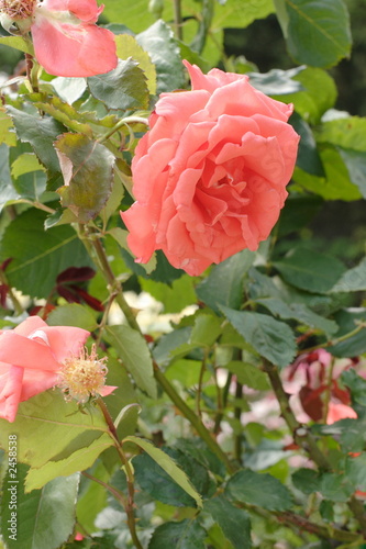rose