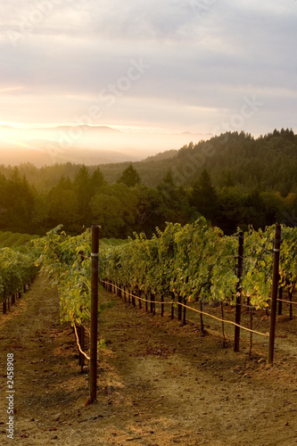 vineyard sunset