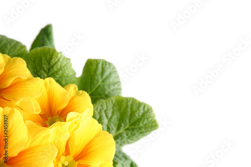 yellow primula