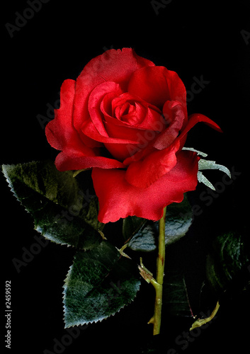 red silk rose
