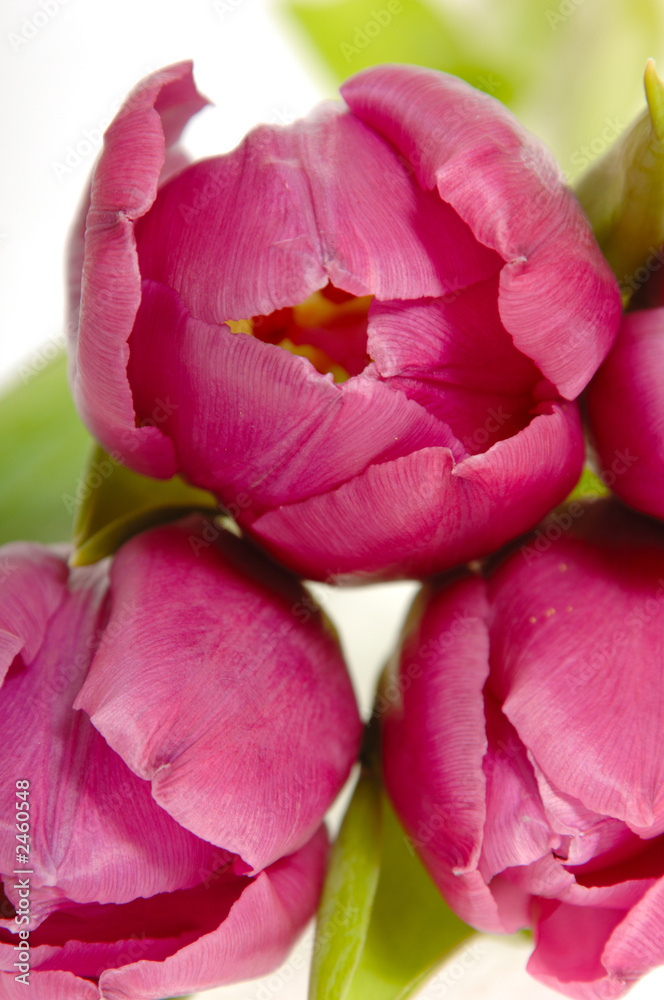 tree pink tulips tree pink tulips