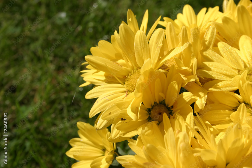 Fototapeta premium yellow bright flowers details