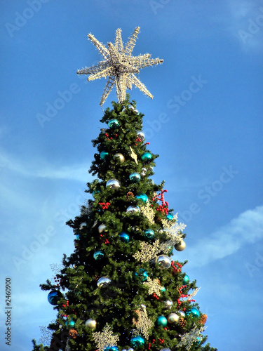 outdoor christmas tree