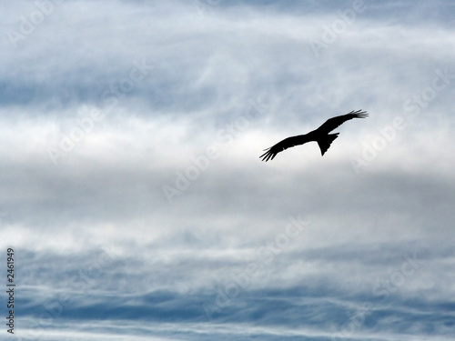soaring eagle.