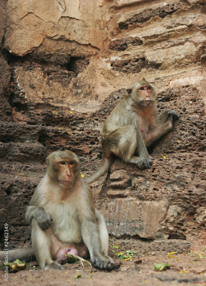 Fototapeta premium monkeys