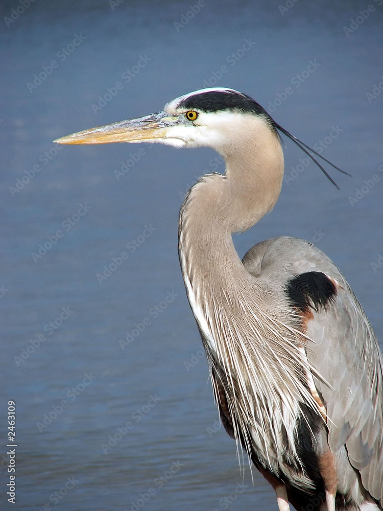 Fototapeta premium great blue heron
