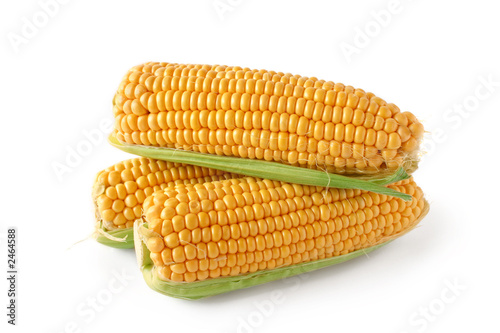 corn on the cob